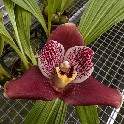 Lycaste Hybride
