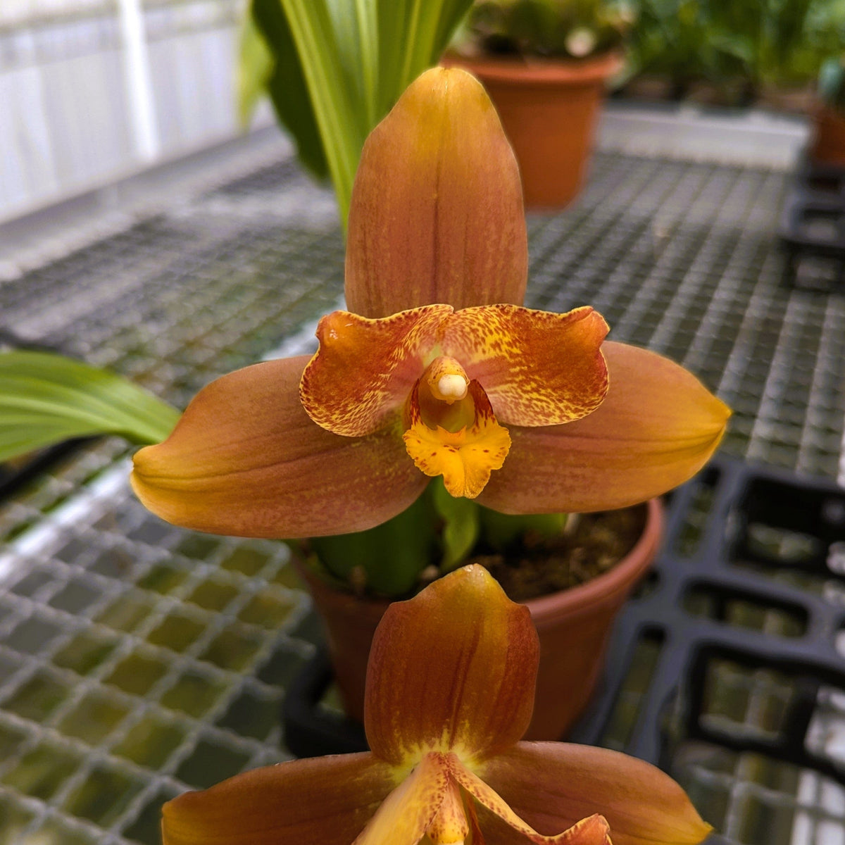 Lycaste Hybride