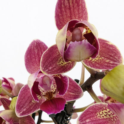 Pelorische Orchidee Table Dance Chamonix mit weinroten Blüten und 2+ Rispen