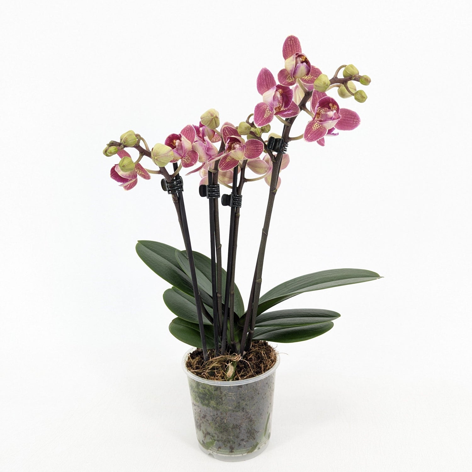 Pelorische Orchidee Table Dance Chamonix mit weinroten Blüten und 2+ Rispen