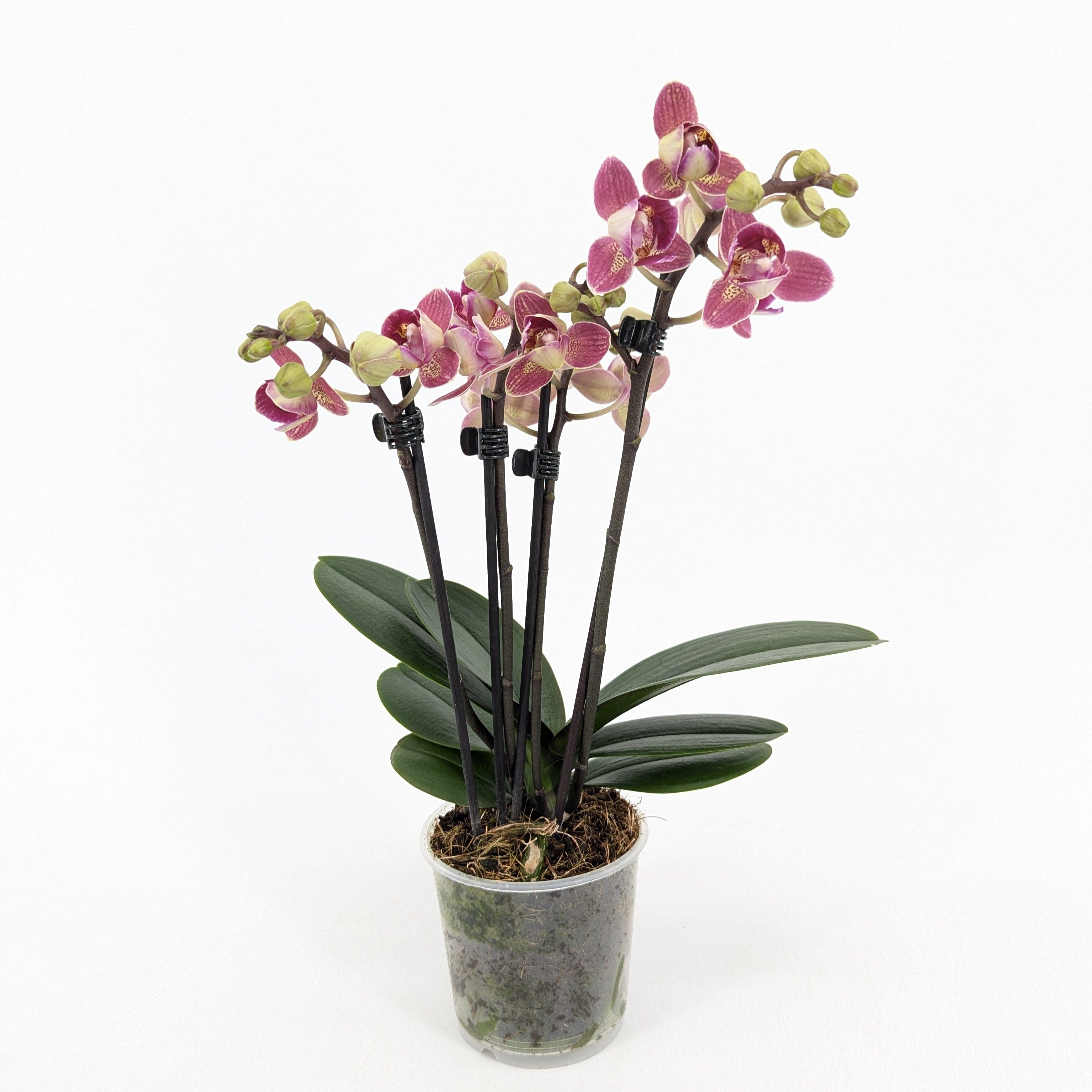 Pelorische Orchidee Table Dance Chamonix mit weinroten Blüten und 2+ Rispen