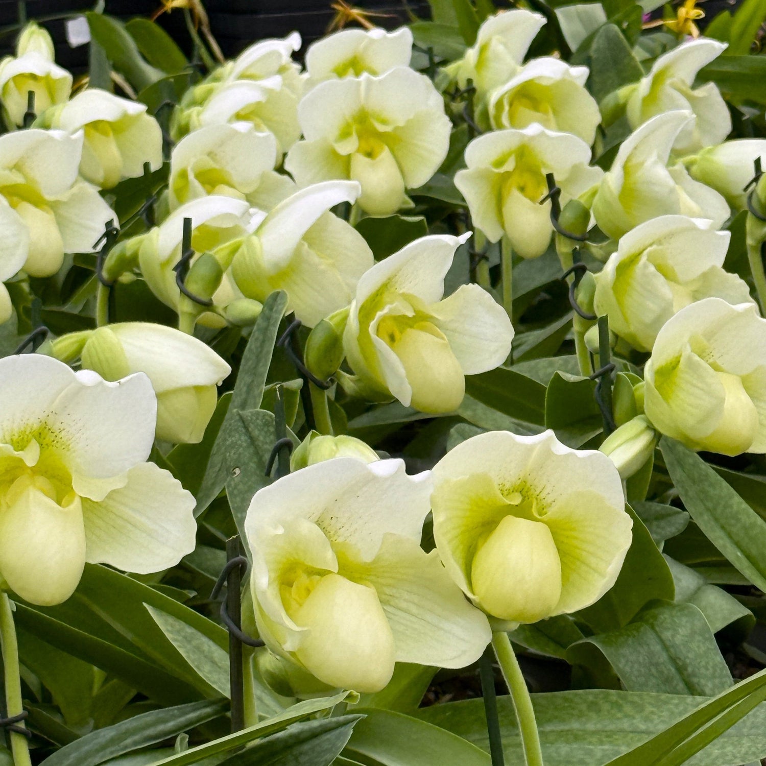 Frauenschuh Paphiopedilum White Lady mit 1 Rispe großblumig weiß