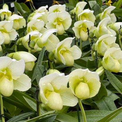 Frauenschuh Paphiopedilum White Lady mit 1 Rispe großblumig weiß