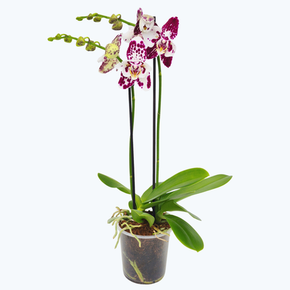 Pelorische Orchidee Große Two of Us Marrakesh mit gefleckten Blüten und 2 Rispen