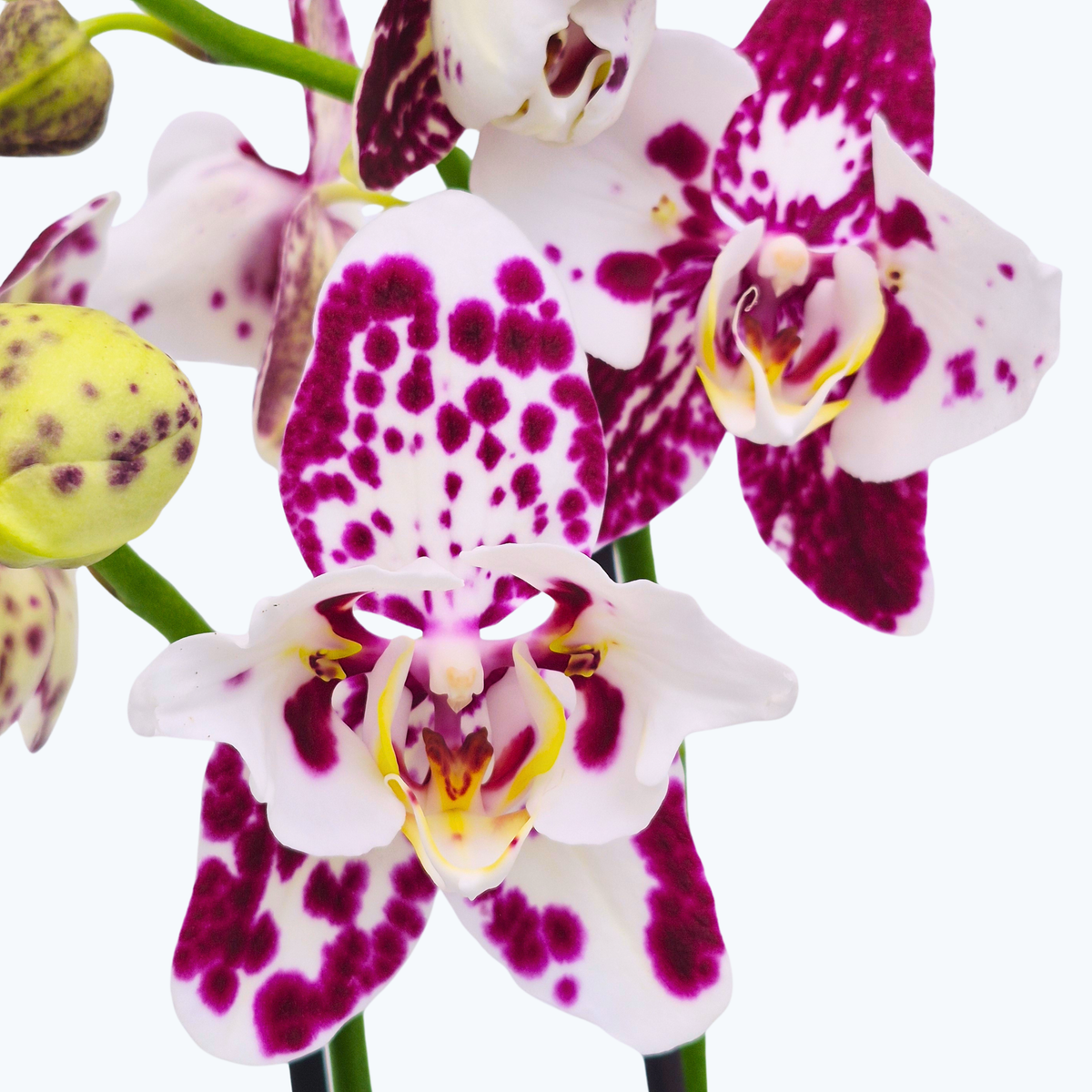 Pelorische Orchidee Große Two of Us Marrakesh mit gefleckten Blüten und 2 Rispen