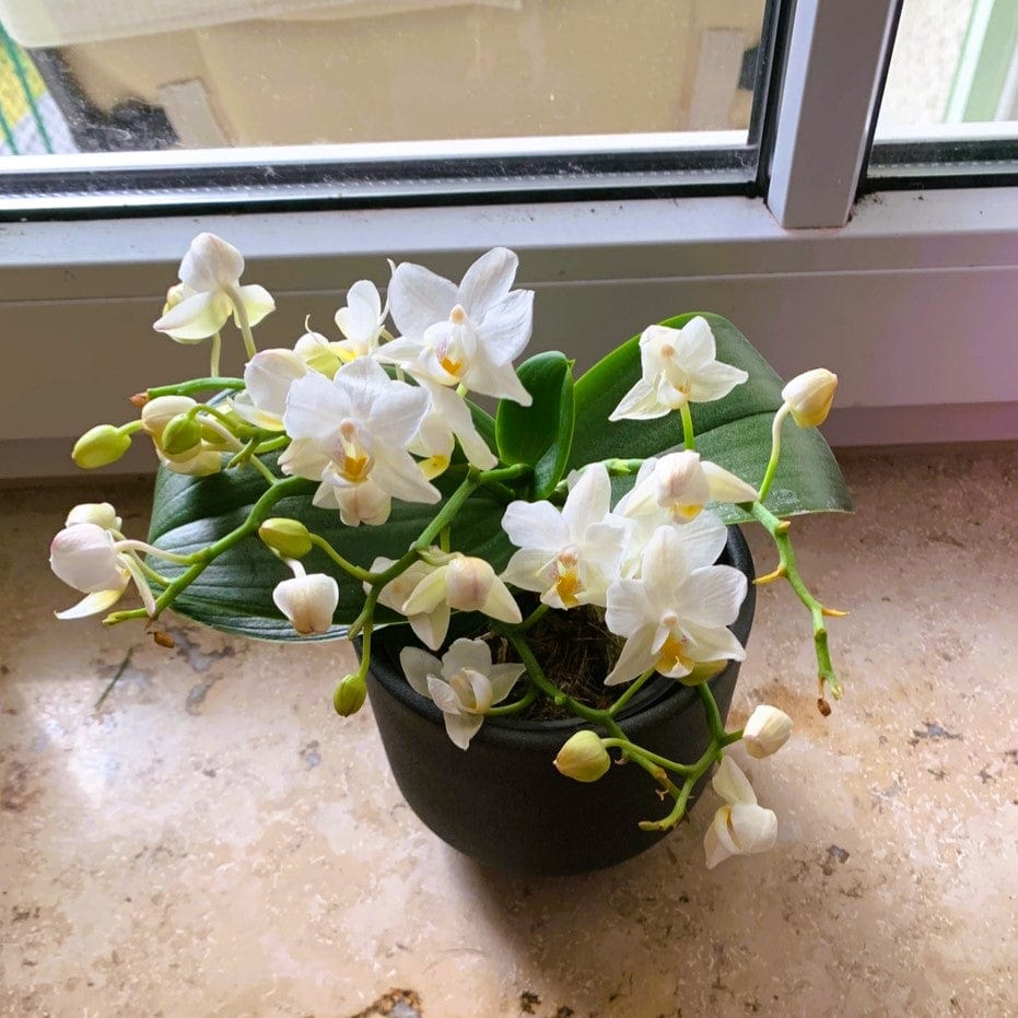Bonsaiorchidee Nazare mit weißen Blüten und 3+ Rispen