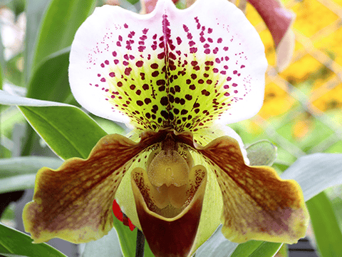 Pflegetipps für Paphiopedilum Orchideen