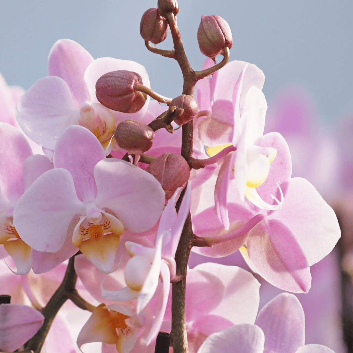 Phalaenopsis Orchidee: Für Anfänger gut geeignet. 