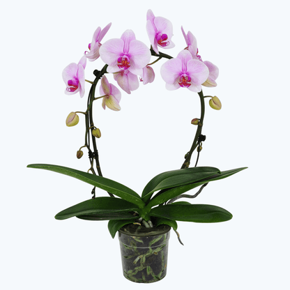 Phalaenopsis Mirror mit Rosanen Blüten und 2 Rispen