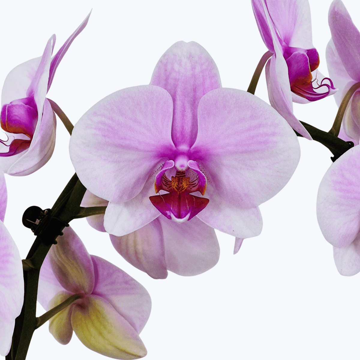 Phalaenopsis Mirror mit Rosanen Blüten und 2 Rispen