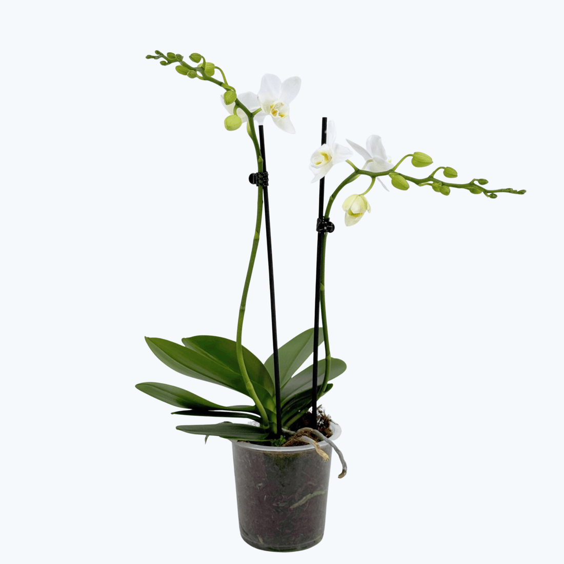 Phalaenopsis Wels mit schneeweißen Blüten und 2 Rispen