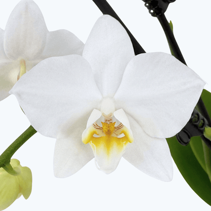 Phalaenopsis Wels mit schneeweißen Blüten und 2 Rispen