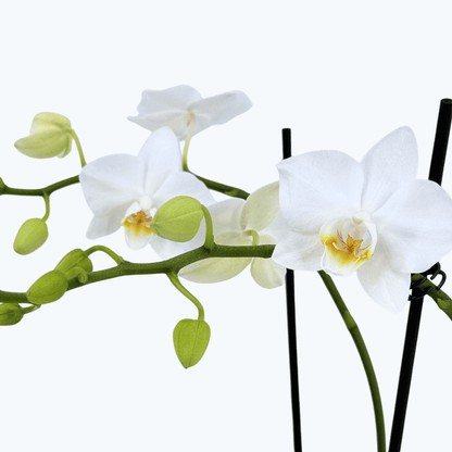 Phalaenopsis Wels mit schneeweißen Blüten und 2 Rispen