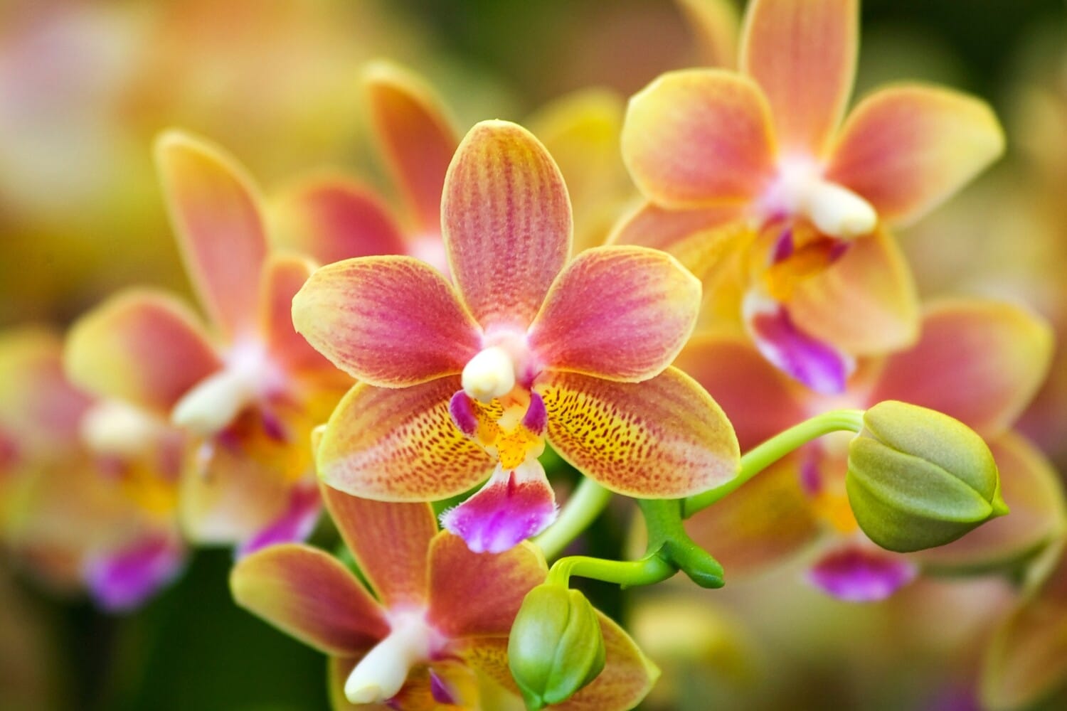Phalaenopsis Schmetterlingsorchidee - Herkunft und Pflege