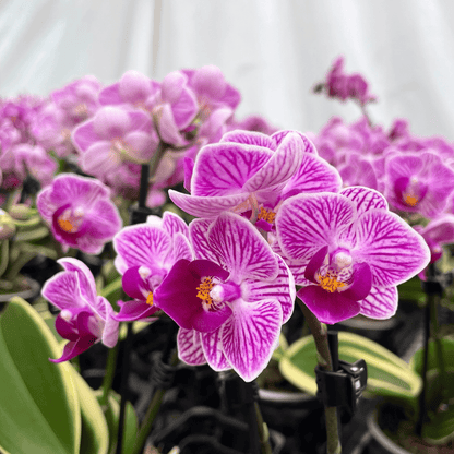 Phalaenopsis Vivien variegata mit panaschiertem Laub und 2 Rispen