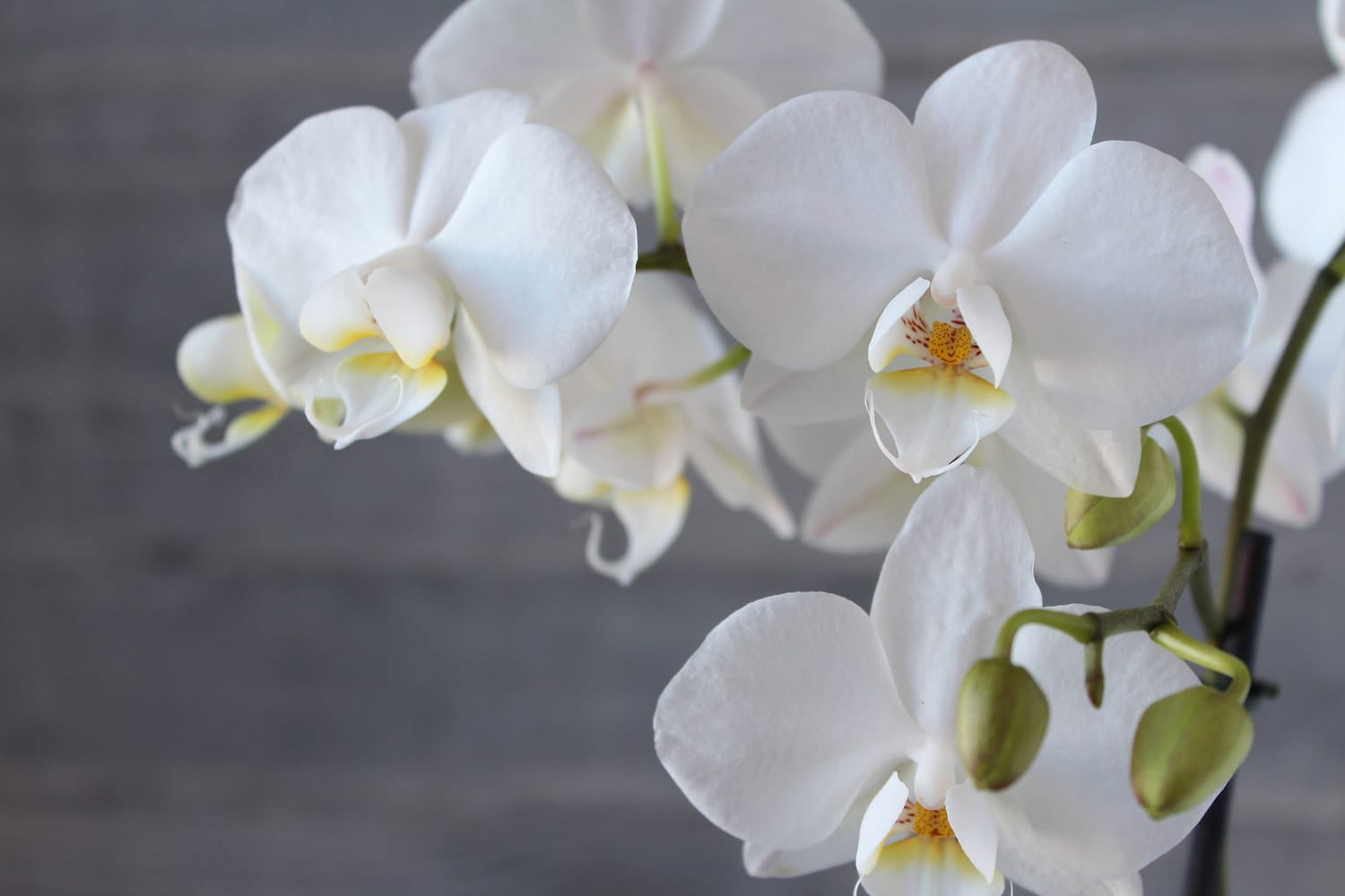 Phalaenopsis weiss
