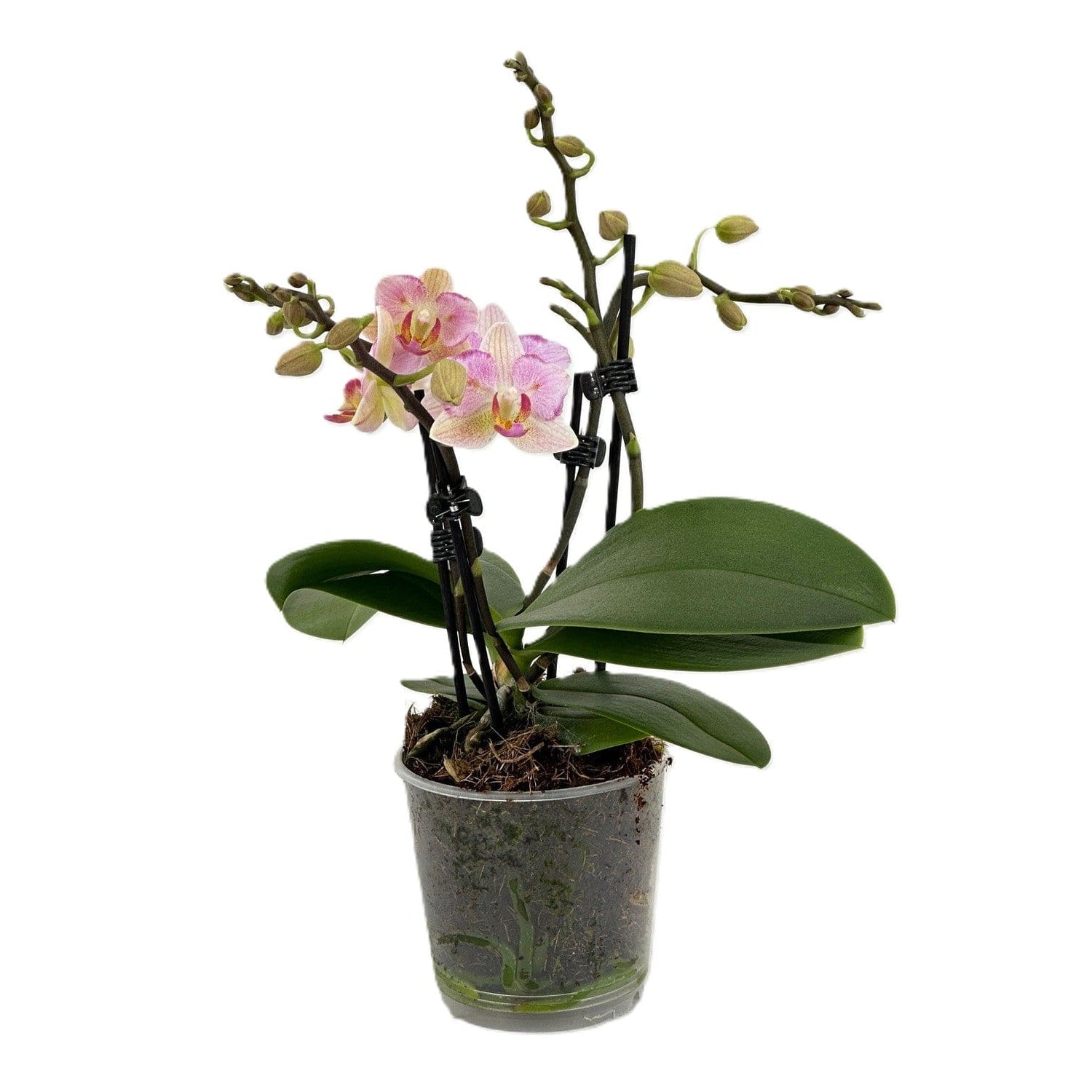 Pelorische Orchidee Table Dance Pia mit hellrosafarbenen Blüten und 2+ Rispen