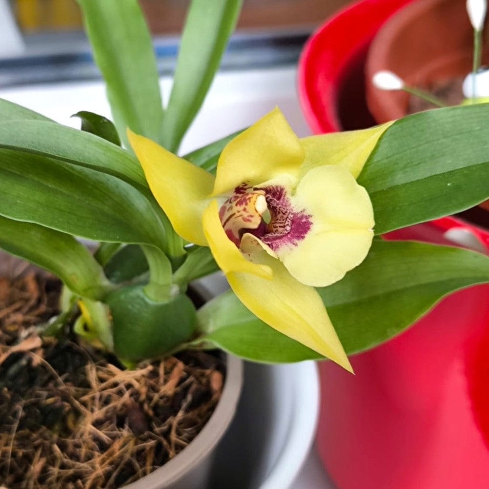 Propetalum Akka mit gelben Blüten und 2 Rispen