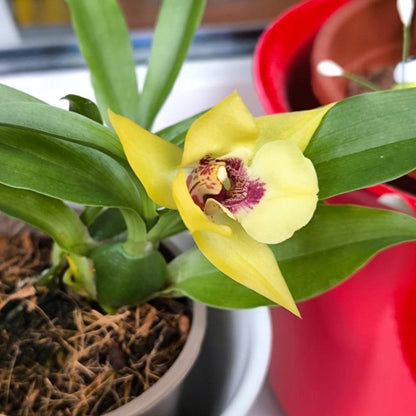 Propetalum Akka mit gelben Blüten und 2 Rispen