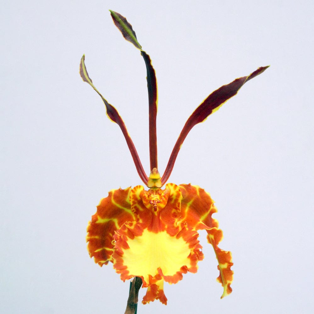 Psychopsis Kahili mit 1 Rispe