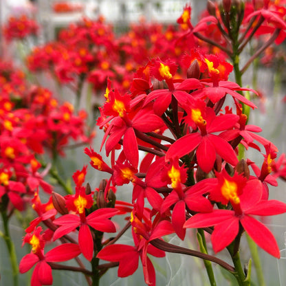Epidendrum Nordic Fire Dauerblüher mit roten Blüten und 2+ Rispen