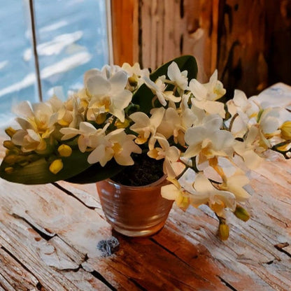 Bonsaiorchidee Nazare mit weißen Blüten und 5+ Rispen