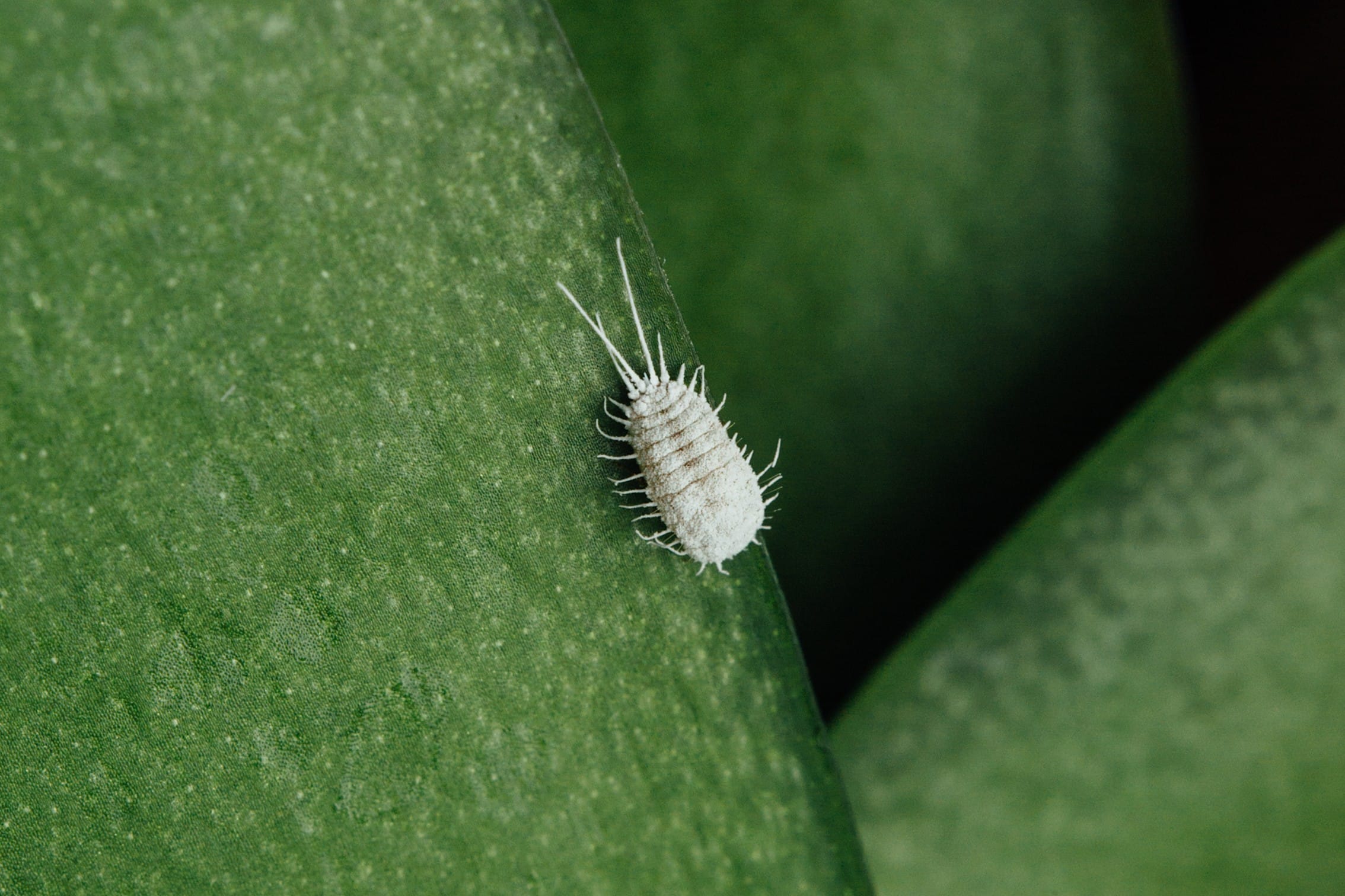 Schädlingsbefall Orchidee