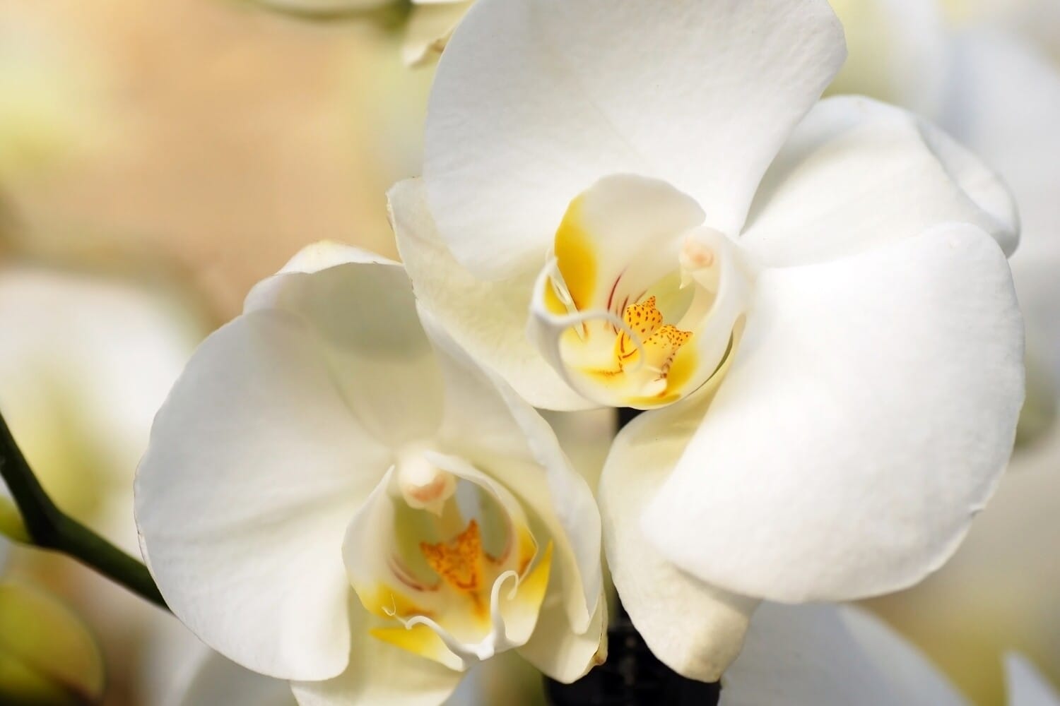 Schmetterligsorchidee weiss
