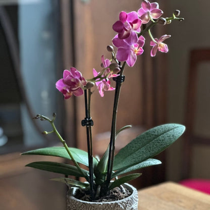 Duftorchidee Table Dance Secret Fragrance mit rot-pinken Blüten und 2 Rispen