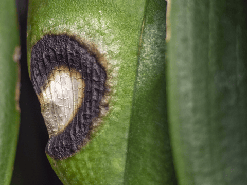Spinnenmilben Befall an Orchideen