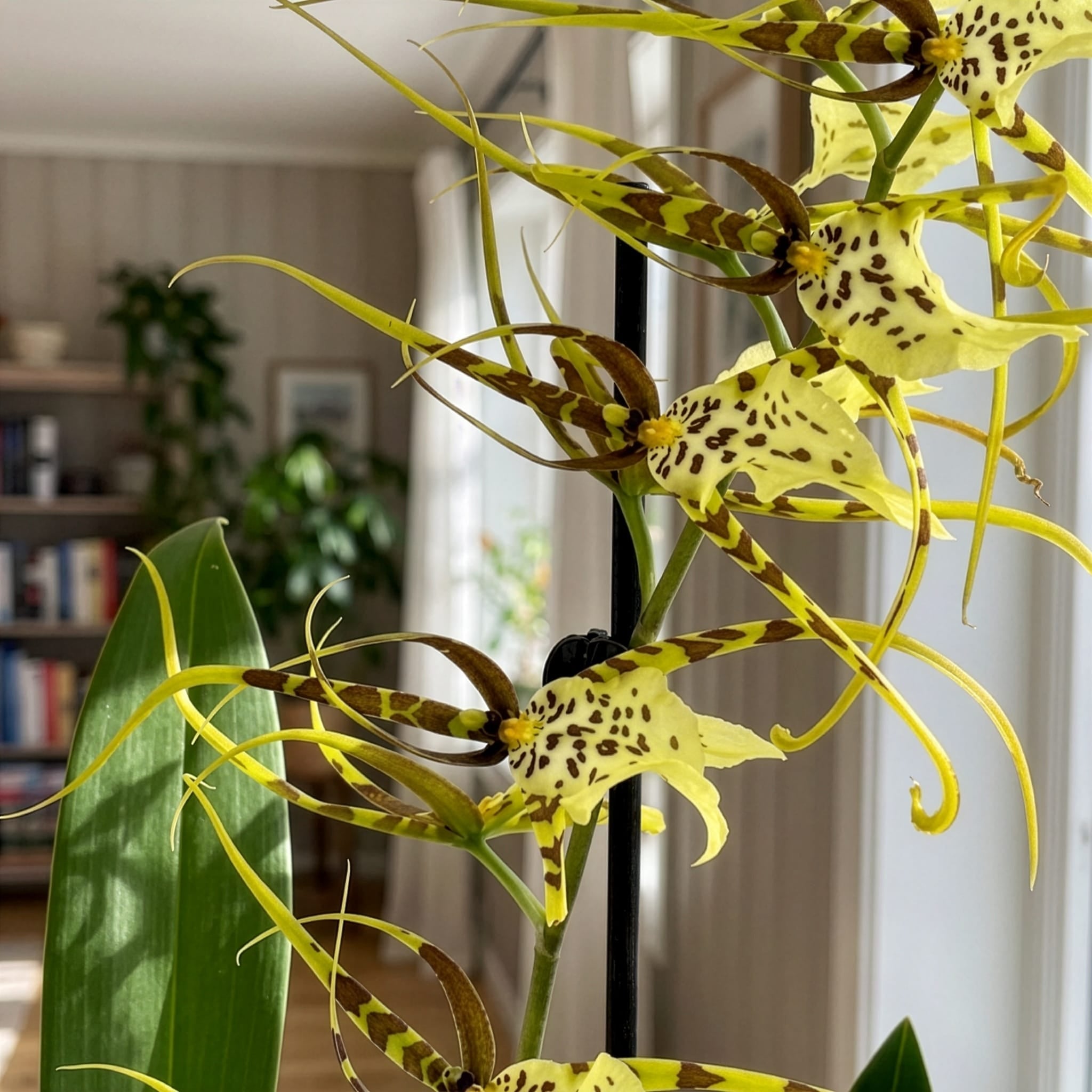 Spinnenorchidee Brassia Fabian mit 2+ Rispen