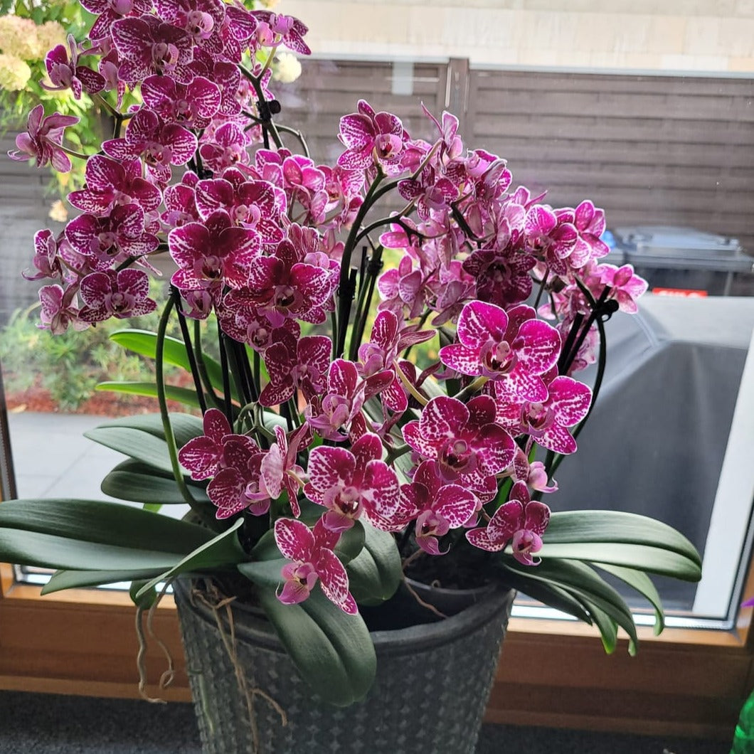 Phalaenopsis Purple Rain mit lila-gefleckten Blüten und 3 Rispen