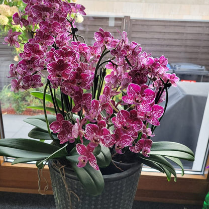 Phalaenopsis Purple Rain mit lila-gefleckten Blüten und 3 Rispen
