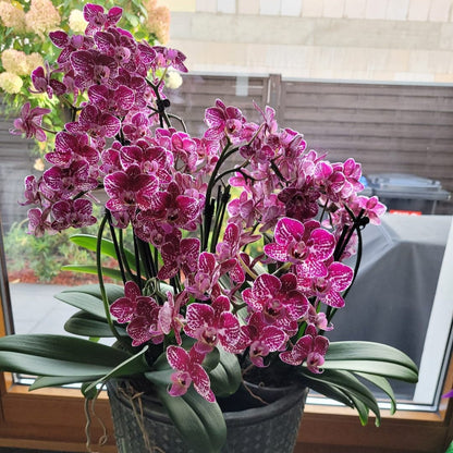 Große Two of Us Coco Purple Rain mit lila-gefleckten Blüten im 3er Set mit 4+ Rispen