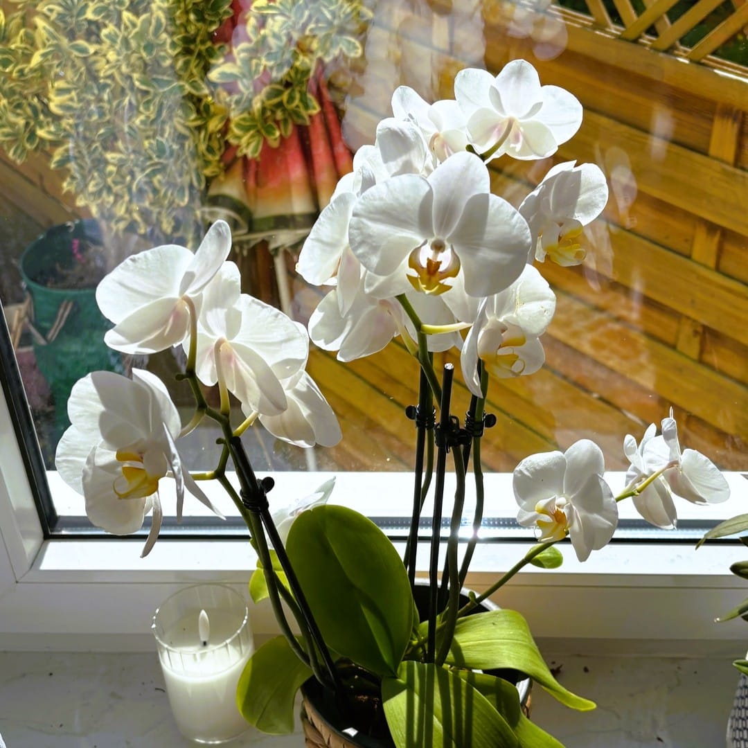 Table Dance Weiß mit weißen Blüten und 3 Rispen