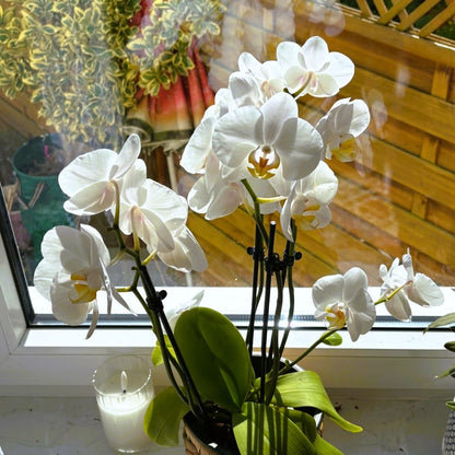 Table Dance Weiß mit weißen Blüten und 3 Rispen