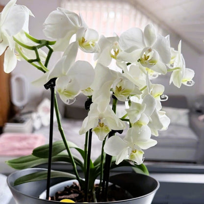 Table Dance Weiß mit weißen Blüten und 3 Rispen