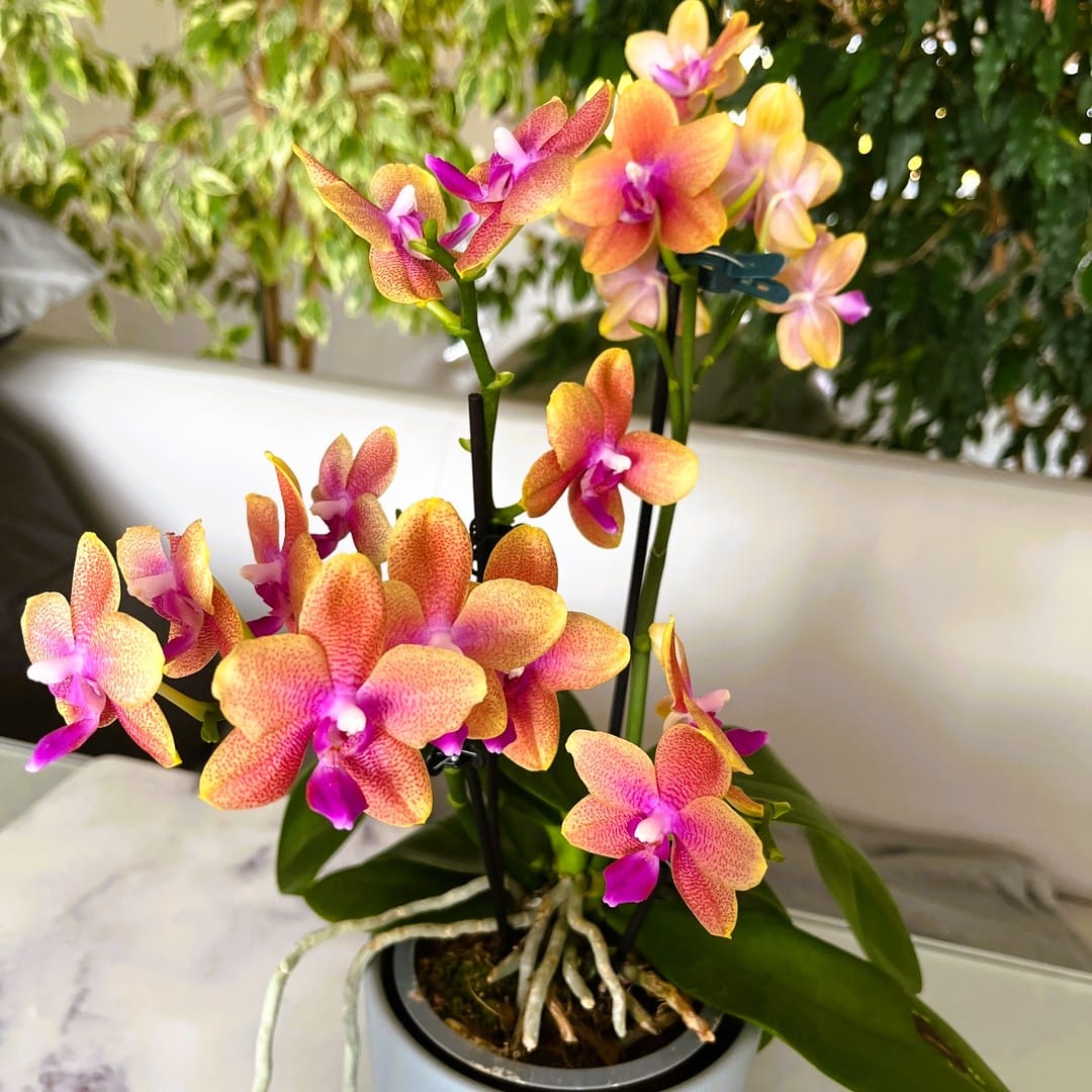 Phalaenopsis Duftorchidee Bolgheri mit orangen Blüten und 3 Rispen