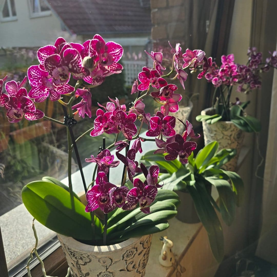 Große Two of Us Coco Purple Rain mit lila-gefleckten Blüten im 3er Set mit 4+ Rispen