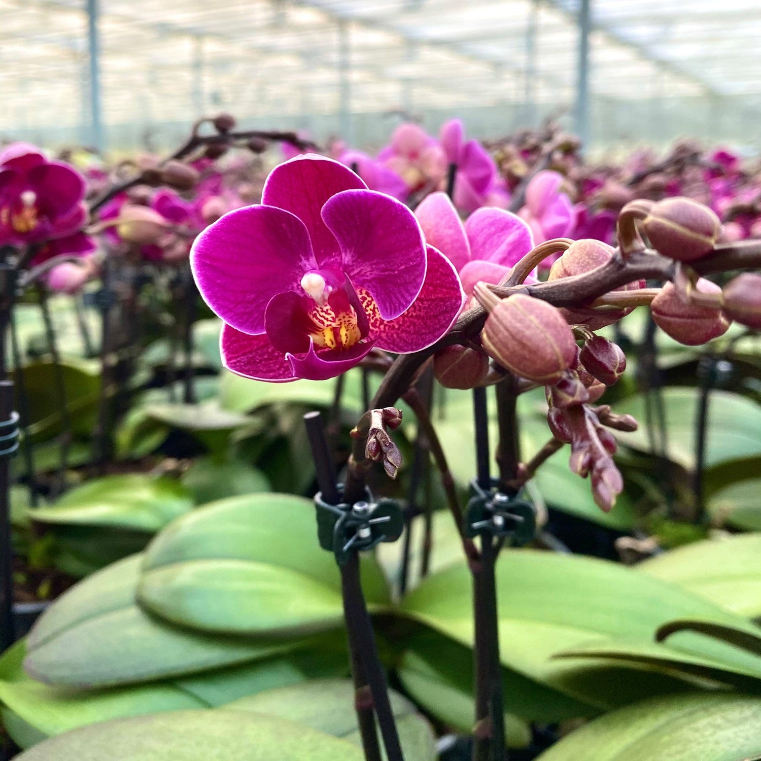 Phalaenopsis Table Dance Merida Blüte in pink in der Gärtnerei