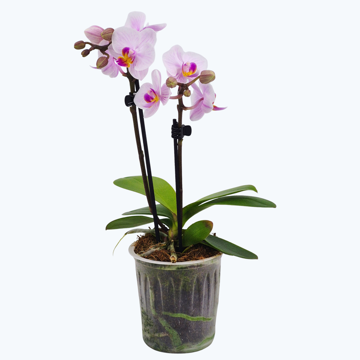 Table Dance Pink Melody mit zartrosa Blüten und 2 Rispen