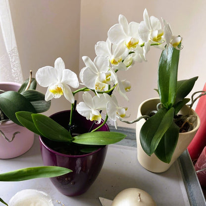 Table Dance Weiß mit weißen Blüten und 2 Rispen