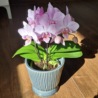 Table Dance Sakura mit zartrosa Blüten und 2 Rispen