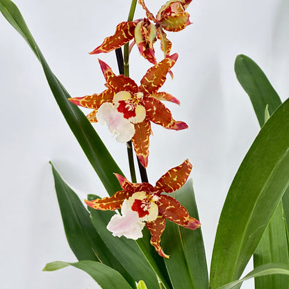 Cambria Hybride mit 3+ Rispen im 12 cm Topf