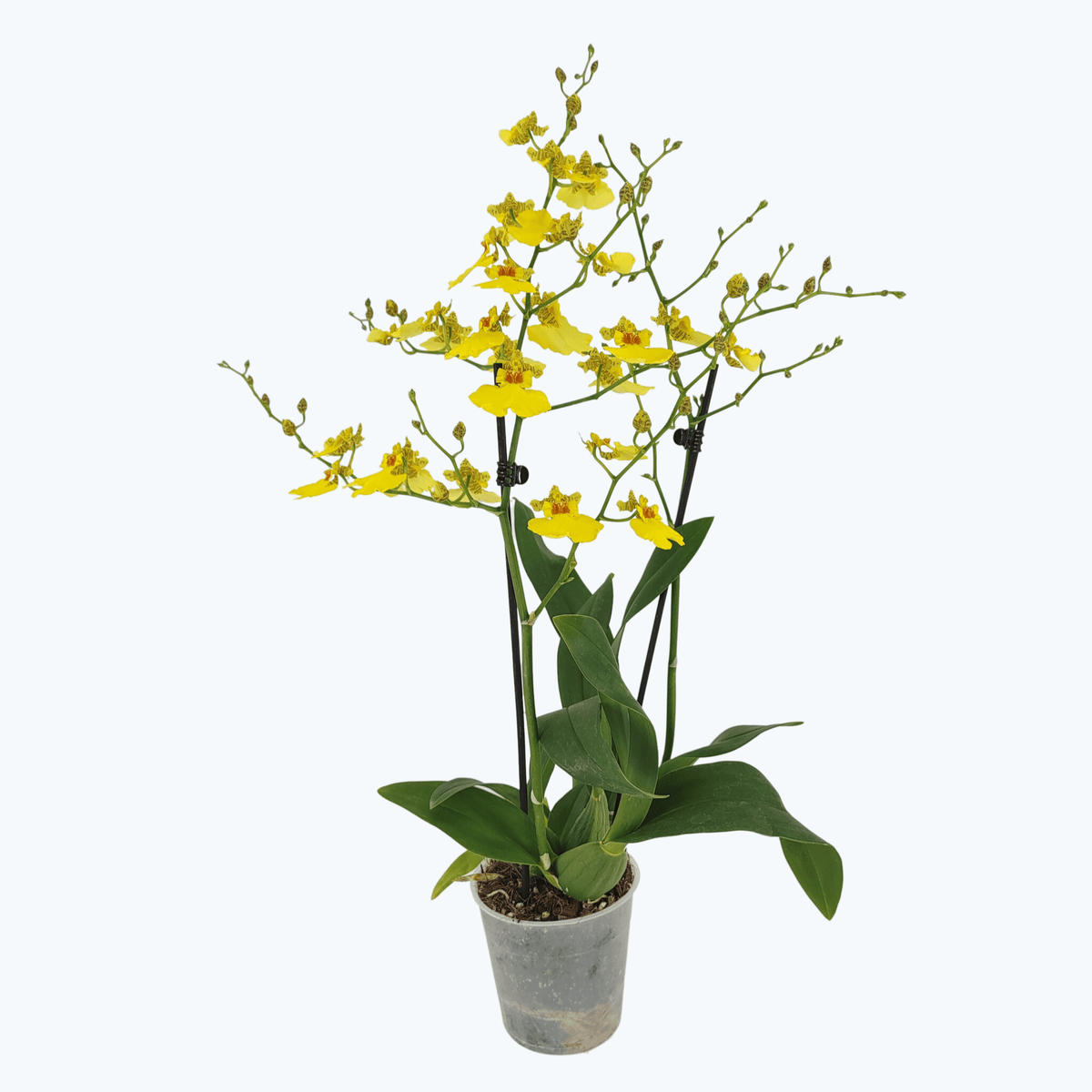 Oncidium Sweet Sugar mit gelben Blüten und 2 Rispen