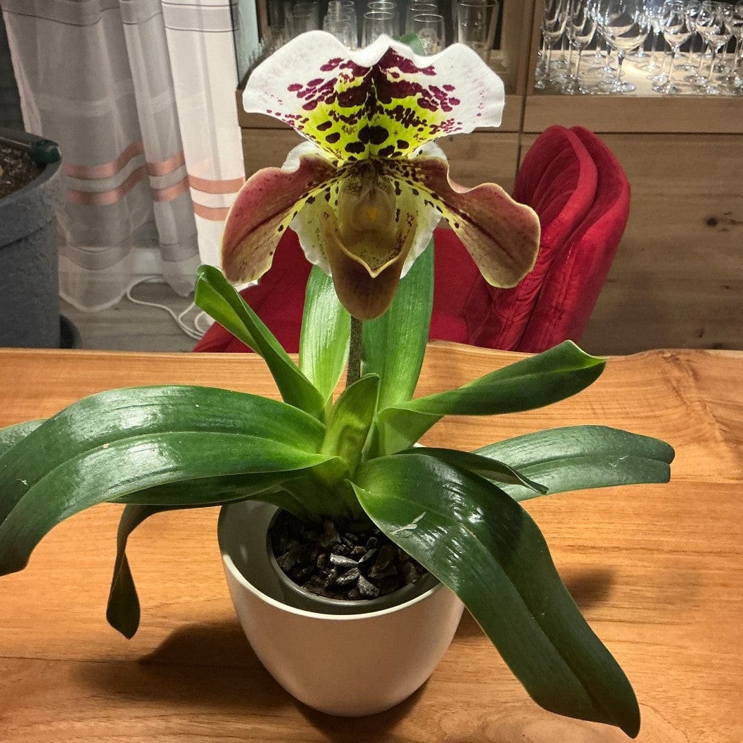 Frauenschuh Paphiopedilum Amerikanische Hybride mit getupfter Blüte und 1 Rispe