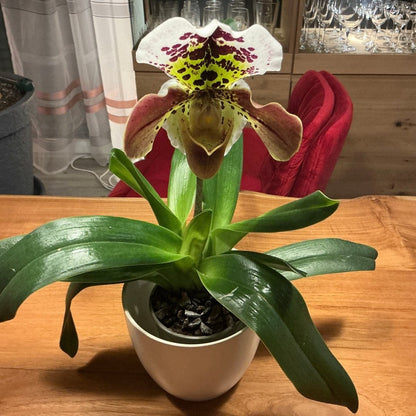 Frauenschuh Paphiopedilum Amerikanische Hybride mit getupfter Blüte und 1 Rispe
