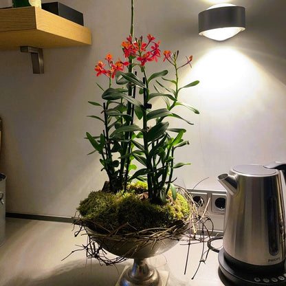 Epidendrum Nordic Fire Dauerblüher mit roten Blüten und 1 Rispe