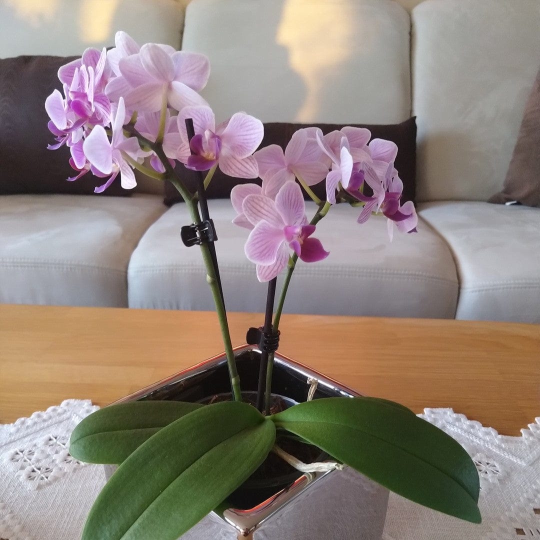 Table Dance Azur mit blau-lila Blüten und 2 Rispen