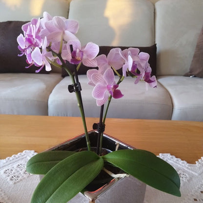 Table Dance Azur mit blau-lila Blüten und 2 Rispen